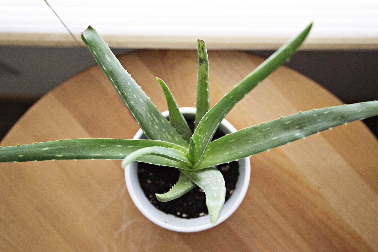 aloe vera shot